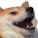 DogeLol DogeLol