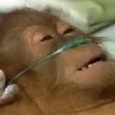 wupongo