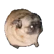 puggofast puggofast