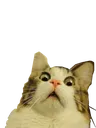 shock