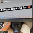 dogeatingcock Discord Emoji