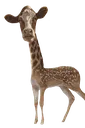 pablo