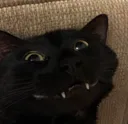 catTroller
