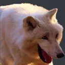wolf1