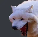 wolf3