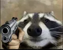 raccoongun