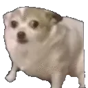 scareddoggy