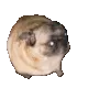 dancedoge