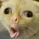 coughingcat