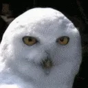 FP_codm_owlreally FP_codm_owlreally