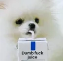 doggo