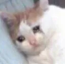 cry