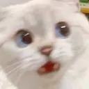 SurprisedCatto Discord Emoji