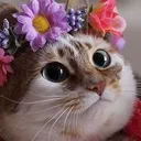 prettykot prettykot