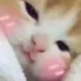 T_Sleepy