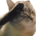 F Cat Discord Emoji
