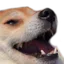 dogkek