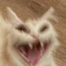 demonic_cat demonic_cat