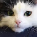 starecat