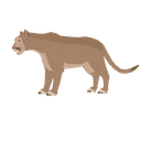 puma puma