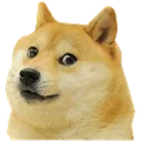 doge doge