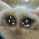 sniffle