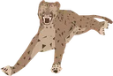 snowleopard_stretch snowleopard_stretch
