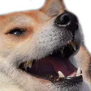 dogkek dogkek