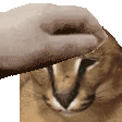 FloppaPet
