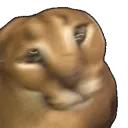 floppadrill