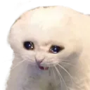 cat_SCREE