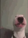 Walter_dance