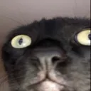 starecat