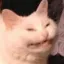 catcheese