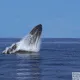 whale