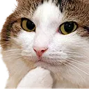 catThin4K