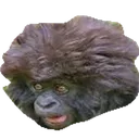 ScaredMonkey ScaredMonkey