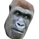 WeirdMonkey