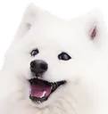 tdogSnow