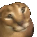 ch_floppagostupid