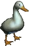 its_a_fuckin_duck