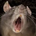 RatScream
