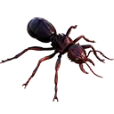 ant