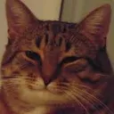 understandcat