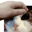 raymond_goodcat Discord Emoji