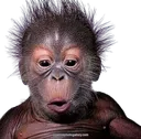 monke