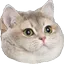catto