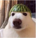melon_dog