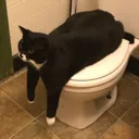 toiletcat