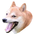 dog_rofl
